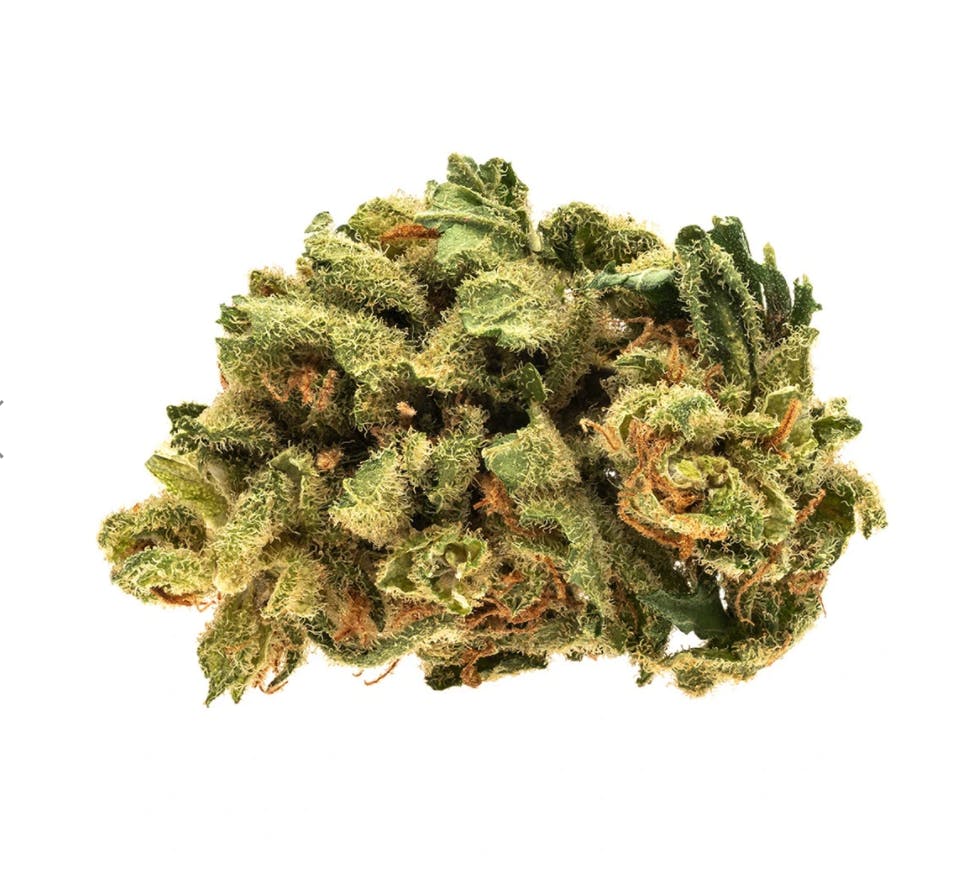 Raider Kush